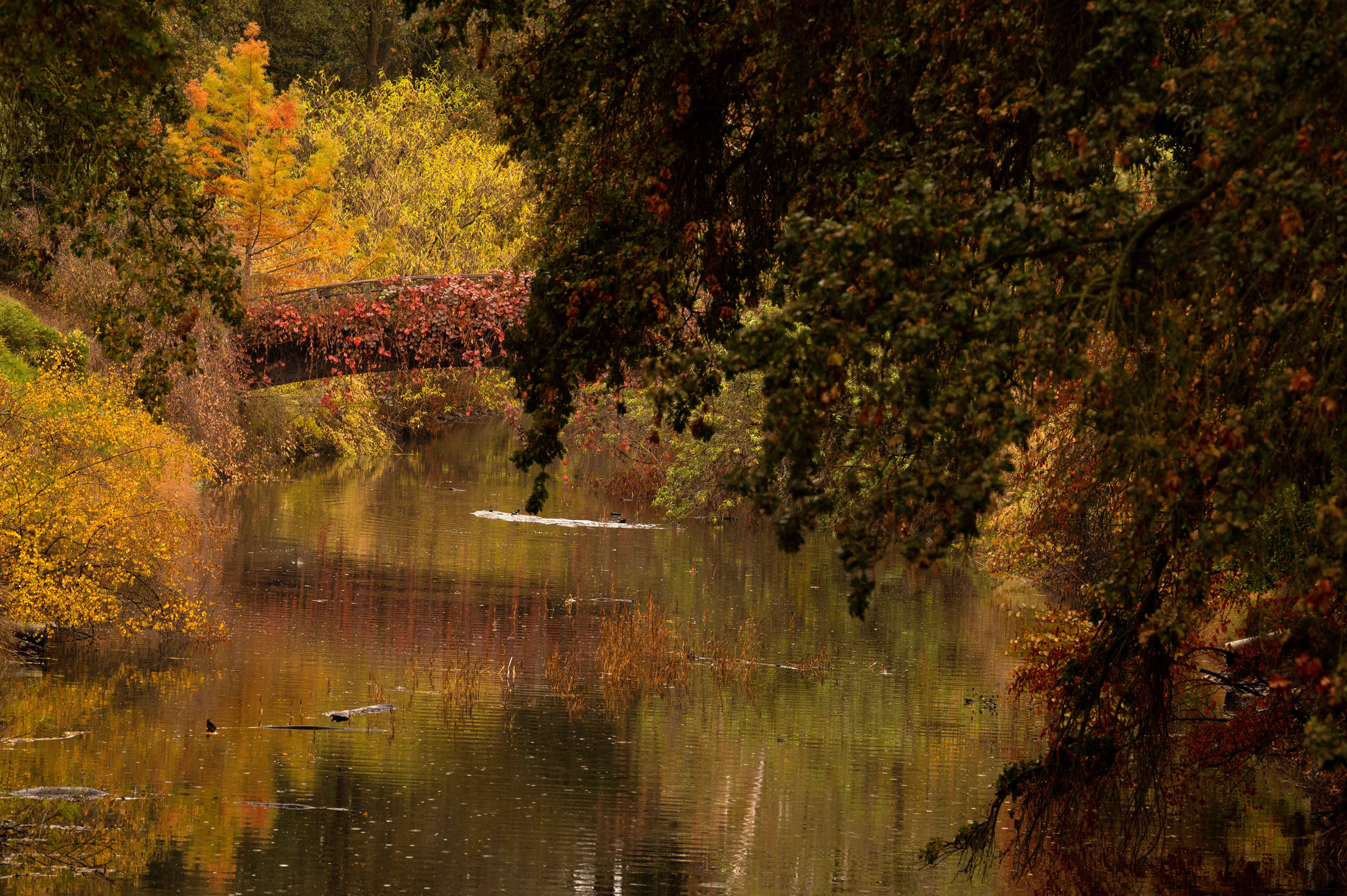 The UC Davis waterway and a bridge surrounded by yellow, green, and orange trees.