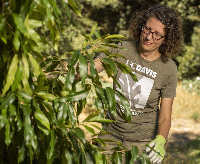 Emily Griswold, wearing a UC Davis Arboretum shirt, tends to the leaves of a plant.