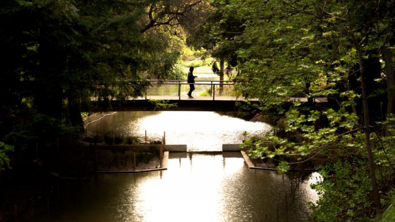 single person walking across bridge over arboretum waterway. 