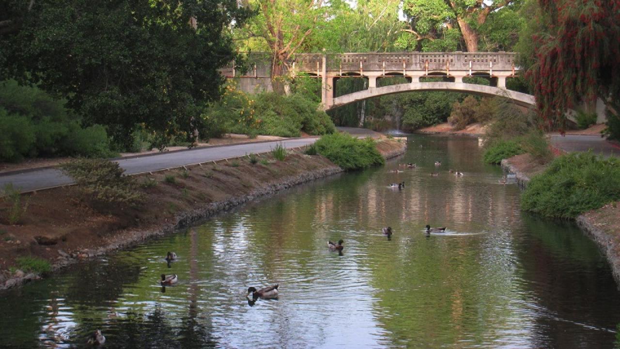 bridge over the UC Davis Arboretum waterway, with ducks swimming in foreground. 