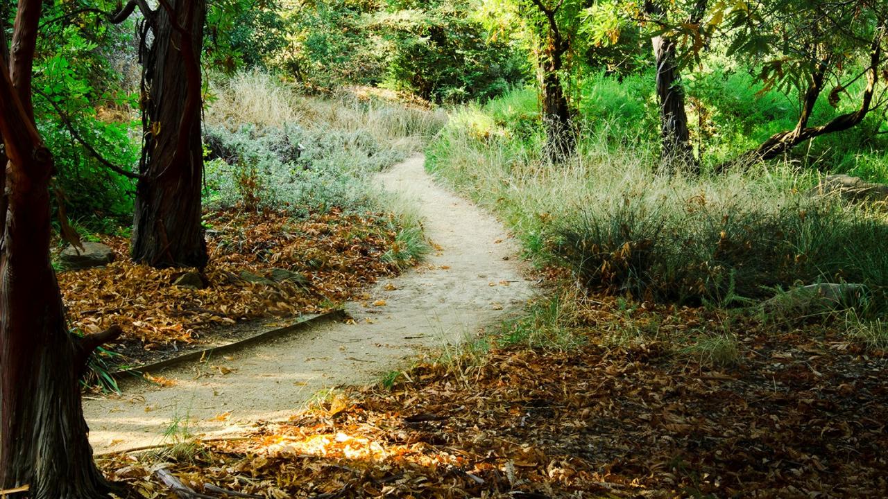 meandering path in UC Davis Arboretum. Trees and plants on both sides of path. The path is empty of people.