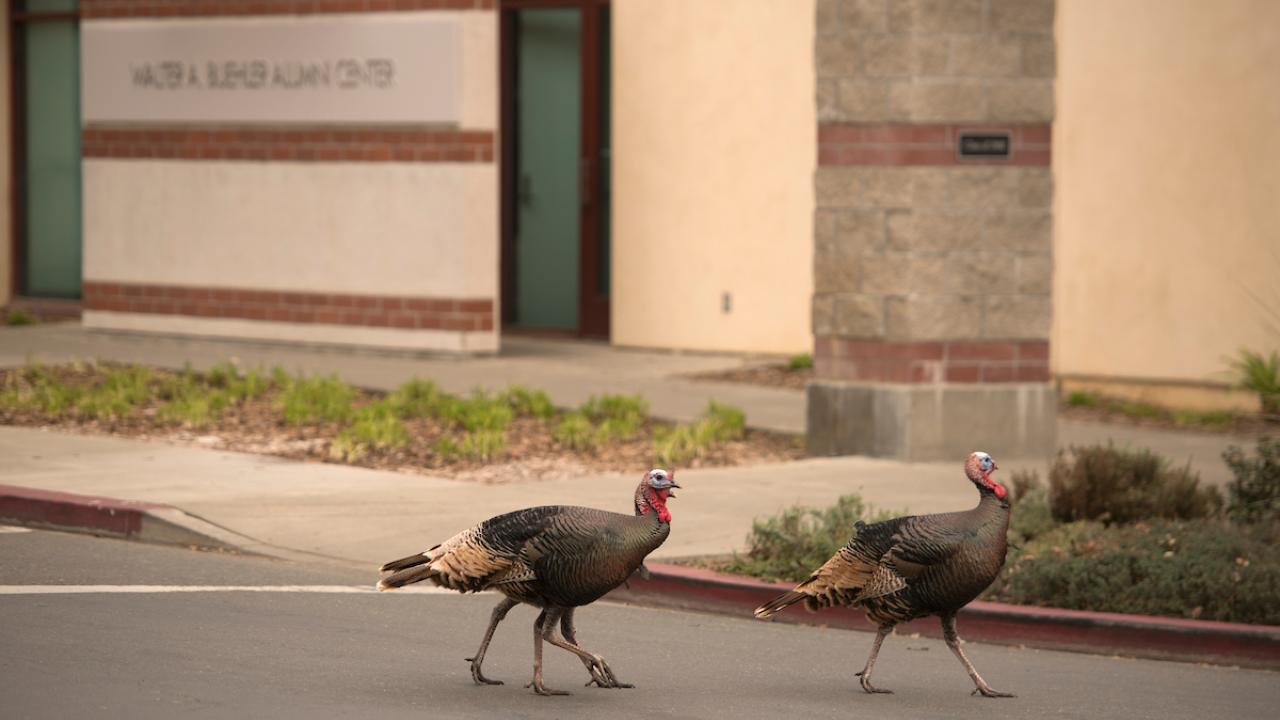 turkeys on campus