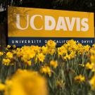 UC Davis sign with yellow flowers